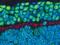 Glutamate Ionotropic Receptor NMDA Type Subunit 1 antibody, PA5-17750, Invitrogen Antibodies, Immunofluorescence image 