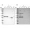 SCO Cytochrome C Oxidase Assembly Protein 1 antibody, PA5-54460, Invitrogen Antibodies, Western Blot image 