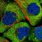 HOP Homeobox antibody, NBP1-92003, Novus Biologicals, Immunofluorescence image 