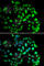 G Protein Pathway Suppressor 1 antibody, A6917, ABclonal Technology, Immunofluorescence image 