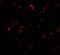 MDM2 Binding Protein antibody, A08842, Boster Biological Technology, Immunofluorescence image 