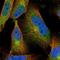 Tripartite Motif Containing 4 antibody, NBP1-80823, Novus Biologicals, Immunocytochemistry image 