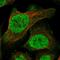 TPR and ankyrin repeat-containing protein 1 antibody, HPA035508, Atlas Antibodies, Immunofluorescence image 