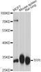 Tissue Factor Pathway Inhibitor antibody, A12692, ABclonal Technology, Western Blot image 