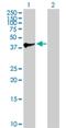 Sad1 And UNC84 Domain Containing 5 antibody, H00140732-B01P, Novus Biologicals, Western Blot image 