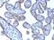 Perilipin-2 antibody, 33-587, ProSci, Immunohistochemistry paraffin image 
