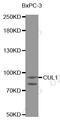 CUL-1 antibody, MBS125518, MyBioSource, Western Blot image 