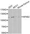 Nuclear Factor Kappa B Subunit 2 antibody, LS-C332368, Lifespan Biosciences, Western Blot image 