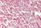 Acyl-CoA Thioesterase 11 antibody, A11581, Boster Biological Technology, Immunohistochemistry frozen image 