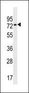 Nuclear Speckle Splicing Regulatory Protein 1 antibody, LS-C168427, Lifespan Biosciences, Western Blot image 