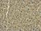 RAB20, Member RAS Oncogene Family antibody, PA5-31500, Invitrogen Antibodies, Immunohistochemistry frozen image 