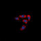 F2R Like Thrombin Or Trypsin Receptor 3 antibody, LS-C358979, Lifespan Biosciences, Immunofluorescence image 