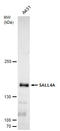 Spalt Like Transcription Factor 4 antibody, GTX109983, GeneTex, Western Blot image 