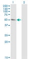 Tubulin Alpha 1b antibody, LS-C133639, Lifespan Biosciences, Western Blot image 