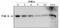 TEK Receptor Tyrosine Kinase antibody, DM3509, Origene, Western Blot image 