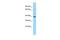 Indoleamine 2,3-Dioxygenase 2 antibody, PA5-45610, Invitrogen Antibodies, Western Blot image 