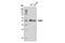 FKBP Prolyl Isomerase 5 antibody, 8245S, Cell Signaling Technology, Western Blot image 