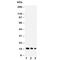 Interleukin 3 antibody, R30840, NSJ Bioreagents, Western Blot image 