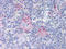 Hdm2 antibody, AP07326PU-N, Origene, Immunohistochemistry frozen image 