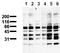 Phosphoserine antibody, AM00113PU-N, Origene, Western Blot image 