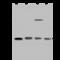 Rho GDP Dissociation Inhibitor Alpha antibody, GTX02256, GeneTex, Western Blot image 