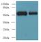 WD Repeat Domain 88 antibody, MBS969060, MyBioSource, Western Blot image 