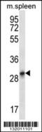 Keratin 222 antibody, 56-588, ProSci, Western Blot image 