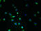 Transmembrane Protein 45A antibody, LS-C376859, Lifespan Biosciences, Immunofluorescence image 