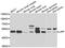 Lipase F, Gastric Type antibody, A06572, Boster Biological Technology, Western Blot image 