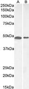 Melanocortin 3 Receptor antibody, CL8835AP, Cedarlane Labs, Western Blot image 
