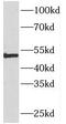Phosphatidylinositol Glycan Anchor Biosynthesis Class M antibody, FNab06442, FineTest, Western Blot image 