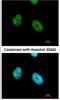 Activating Transcription Factor 7 antibody, NBP1-30899, Novus Biologicals, Immunocytochemistry image 