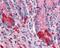 Alkaline Phosphatase, Intestinal antibody, 49-380, ProSci, Immunohistochemistry paraffin image 