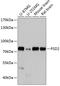 Pleckstrin And Sec7 Domain Containing 2 antibody, 15-535, ProSci, Western Blot image 