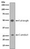Sonic hedgehog protein antibody, M00058, Boster Biological Technology, Western Blot image 