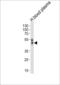 Paraoxonase 1 antibody, LS-B10685, Lifespan Biosciences, Western Blot image 