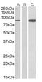 Signal Transducer And Activator Of Transcription 4 antibody, AP21276PU-N, Origene, Western Blot image 