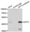 Aprataxin antibody, LS-C334014, Lifespan Biosciences, Immunoprecipitation image 