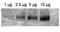 ATP Binding Cassette Subfamily B Member 1 antibody, orb87401, Biorbyt, Western Blot image 