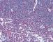 Nuclear Factor Of Activated T Cells 1 antibody, 49-223, ProSci, Immunohistochemistry frozen image 