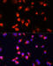 CDw293 antibody, 18-442, ProSci, Immunofluorescence image 