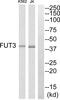 Fucosyltransferase 3 (Lewis Blood Group) antibody, abx014482, Abbexa, Western Blot image 
