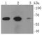 Cytochrome B-245 Beta Chain antibody, NBP2-67680, Novus Biologicals, Western Blot image 