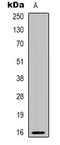 Prostate And Breast Cancer Overexpressed 1 antibody, LS-C368841, Lifespan Biosciences, Western Blot image 