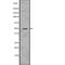 Caspase 7 antibody, abx148930, Abbexa, Western Blot image 