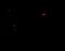 Pannexin 1 antibody, NBP2-82019, Novus Biologicals, Immunofluorescence image 