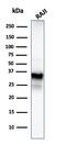 CD20 antibody, AE00203, Aeonian Biotech, Western Blot image 