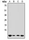 Small Ubiquitin Like Modifier 4 antibody, LS-C668942, Lifespan Biosciences, Western Blot image 