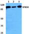 Splicing Factor SWAP antibody, A10863-1, Boster Biological Technology, Western Blot image 
