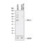 TNF receptor-associated factor 2 antibody, AF3277, R&D Systems, Western Blot image 